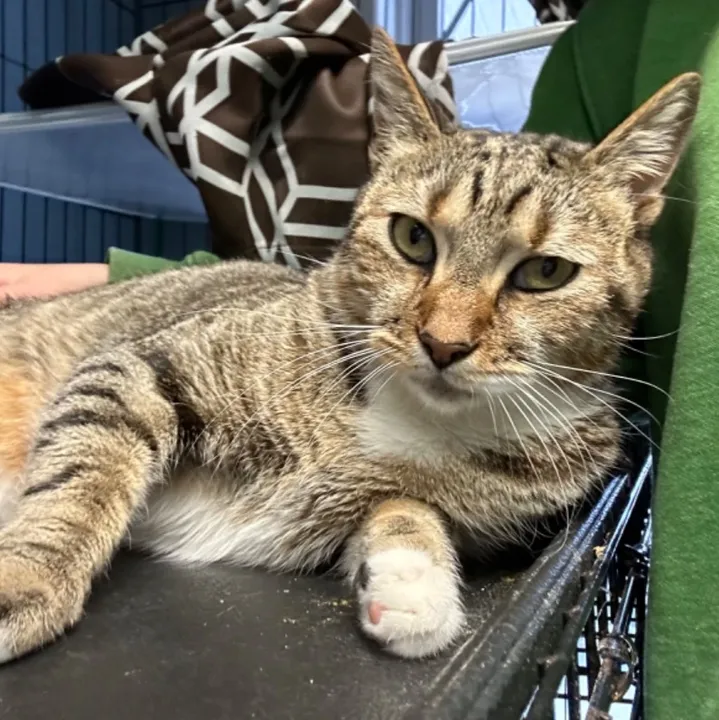 Luna the cat, Pet of the Month